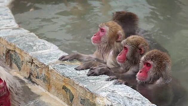 Japonští makaci si užívají každoroční lázeň v horkém prameni.