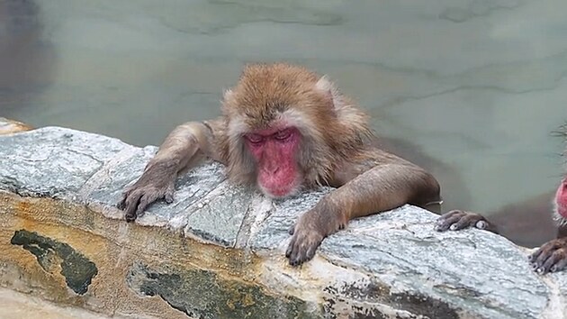 Japonští makaci si užívají každoroční lázeň v horkém prameni.