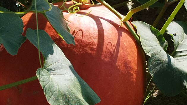 „Letos nám vyrostla obří dýně, vážila 18 kg. Máme ji zavařenou s ananasovou příchutí,“ pochlubila se čtenářka Iveta.