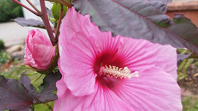 Radost její rodině letos udělal i americký Ibišek s obřími květy.