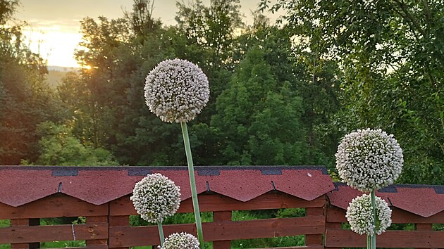 Paní Iveta také letos nechala vykvést pórek. „Obdařil mě obrovskými koulemi květů a krásně mi zdobí pergolu doteď,“ píše čtenářka.
