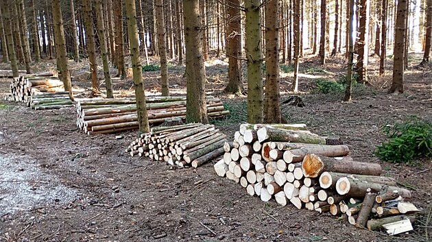 Příprava lyžařských tratí zahrnuje i těžbu a zpracování vhodného dřeva.
