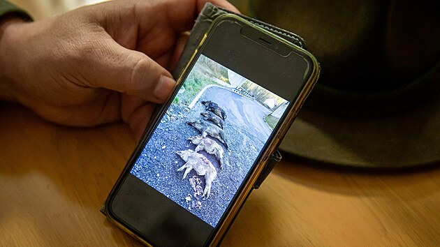 Podle myslivců byl policejní odstřel divočáků na Jablonecku neefektivní (12. prosince 2024).