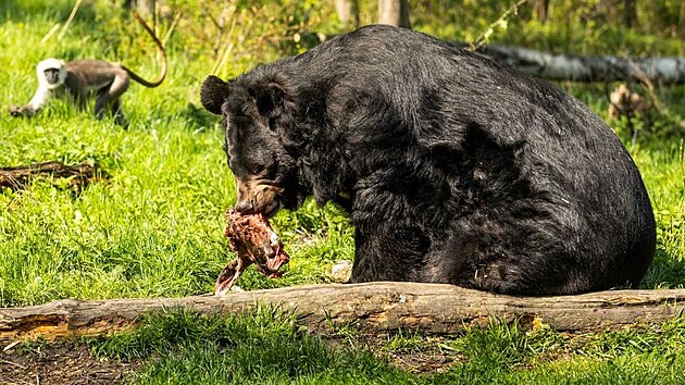 Mědvěd ušatý Jirka se po třinácti letech přesunul ze zámeckého příkopu na Konopišti do luxusního výběhu se stromy a vodní plochou zvaném Čitván v Zoo Ostrava.