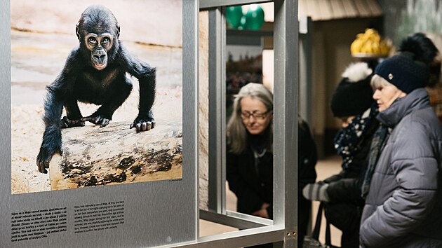 Gorilí samička Moja oslavila v pátek 13. prosince dvacáté narozeniny. V pražské zoo na její počest uspořádali výstavu. (14. prosince 2024)