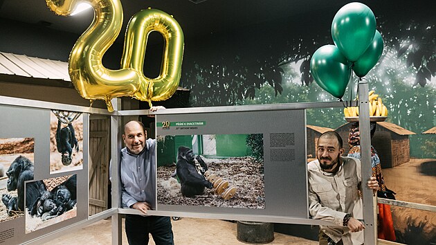 Gorilí samička Moja oslavila v pátek 13. prosince dvacáté narozeniny. V pražské zoo na její počest uspořádali výstavu. Na snímku ředitel Zoo Praha Miroslav Bobek (vlevo) a vrchní chovatel primátů pražské zoo Martin Vojáček (14. prosince 2024)