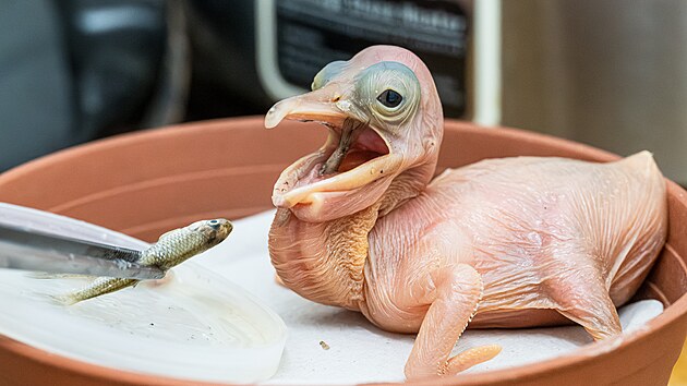 Vajíčko pelikána míří hned po naklubání pod rodiče, kteří do té doby pečují o podkladek. Chovatelé od té chvíle pečlivě sledují vývoj ptáčete a dokrmují ho. (prosinec 2024)