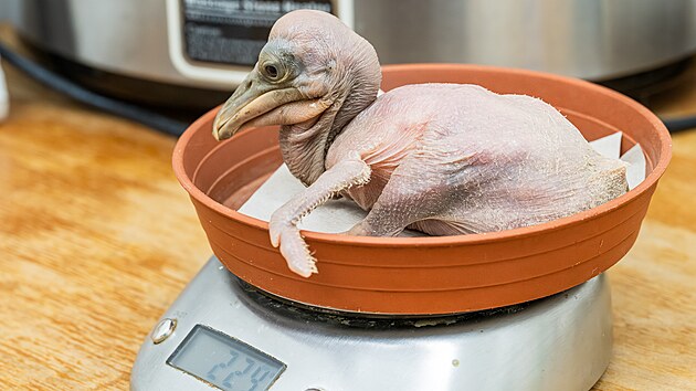 Největší mládě má takřka čtvrt kila a rybičky, které mu při kontrole nabízejí chovatelé, už spíše odmítá.