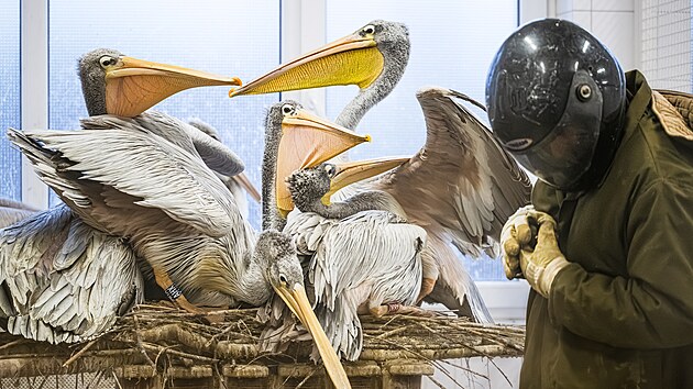 Pomoc chovatelů nesou dospělí v kolonii nelibě. Útočí na ně ostrými zobáky. Chovatelé se musí vybavit silným kabátem, rukavicemi a helmou, aby se před útoky chránili.