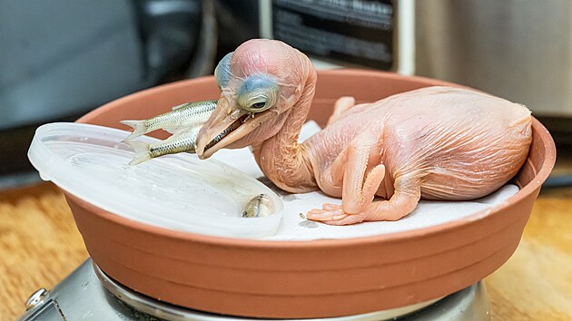 Některá mláďata jsou hladová a s chutí polykají i dvě rybky najednou.