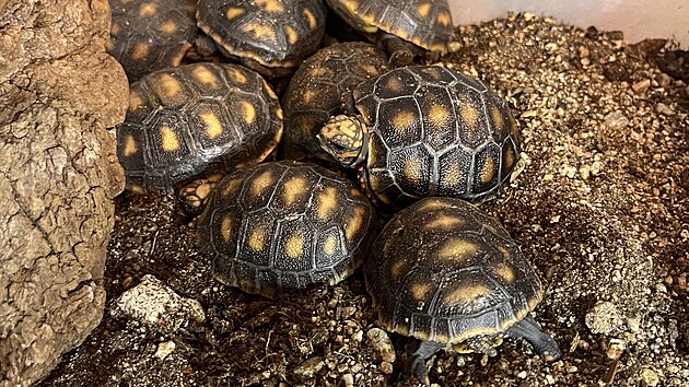 Brněnská zoo odchovala již přes stovku želv uhlířských a patří tak v počtu odchovaných želv tohoto druhu ke špičce v rámci České republiky.