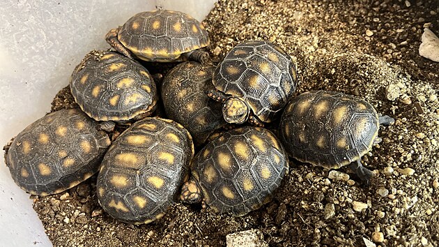 Brněnská zoo odchovala již přes stovku želv uhlířských a patří tak v počtu odchovaných želv tohoto druhu ke špičce v rámci České republiky.