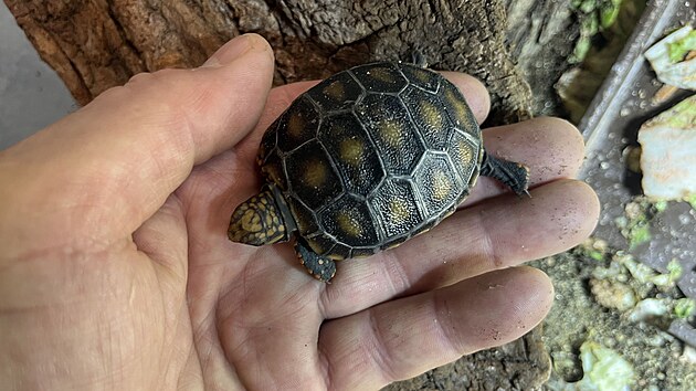 Brněnská zoo odchovala již přes stovku želv uhlířských, a patří tak v počtu odchovaných želv tohoto druhu ke špičce v rámci České republiky.