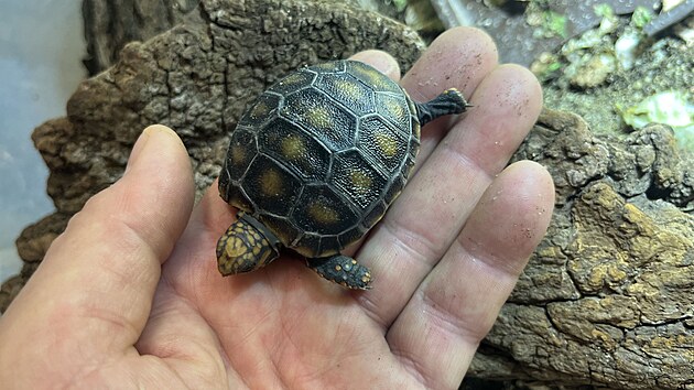 Brněnská zoo odchovala již přes stovku želv uhlířských a patří tak v počtu odchovaných želv tohoto druhu ke špičce v rámci České republiky.