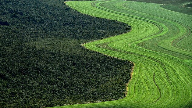 Deštný prales v brazilském státě Bahia, který musel ustoupit zemědělské půdě. (10. června 2019)