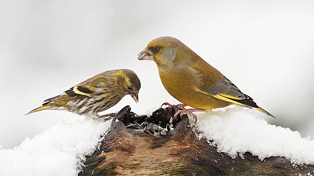 Čížek lesní (vlevo) a zvonek zelený