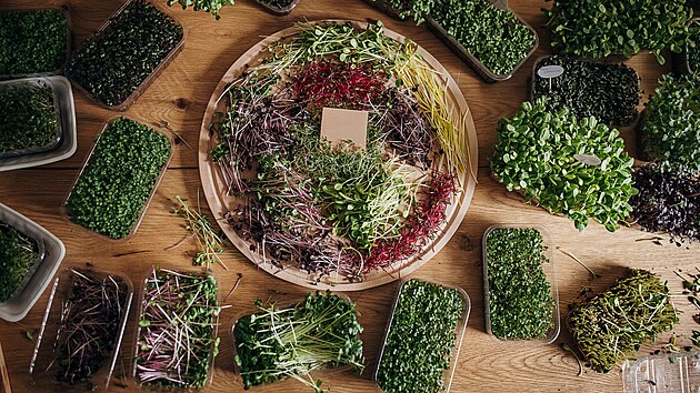 Minizeleninu si doma klidně vypěstujete v obyčejných krabičkách od ovoce či zeleniny.