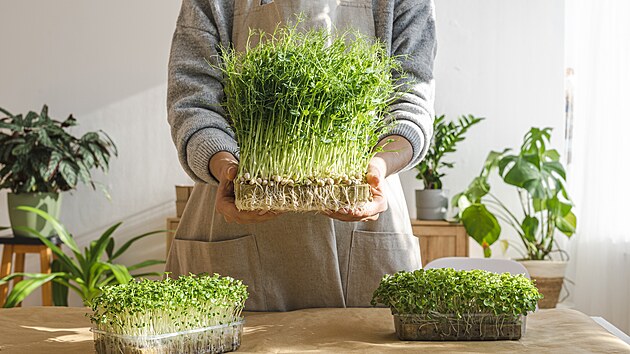 Vlastní minizelinářství vybudujete i doma za oknem. Stačí semínka a odhodlání.