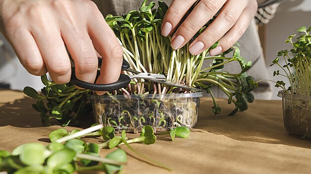 A takto vypadá sklizeň.