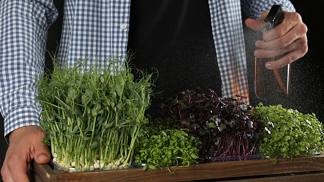 Rostlinky samozřejmě musíte pravidelně rosit. Pravidelně, ale přiměřeně.