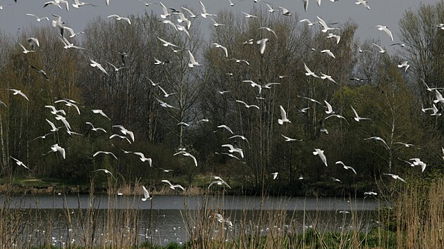 Podobný pohled na hejna racků je na Chomoutovském jezeře u Olomouce už minulostí, ochránci přírody se ale snaží vytvořit podmínky pro jejich návrat.