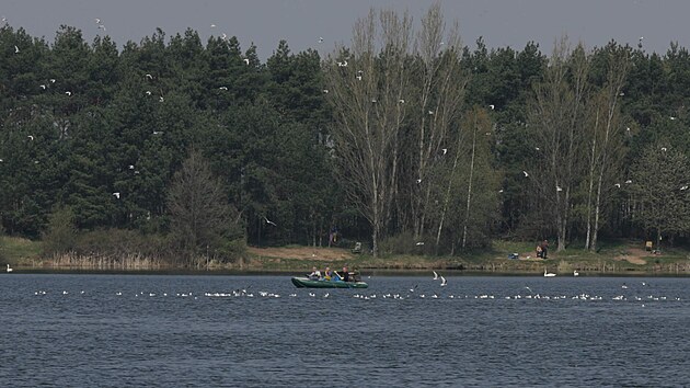 Podobný pohled na hejna racků je na Chomoutovském jezeře u Olomouce už minulostí, ochránci přírody se ale snaží vytvořit podmínky pro jejich návrat.
