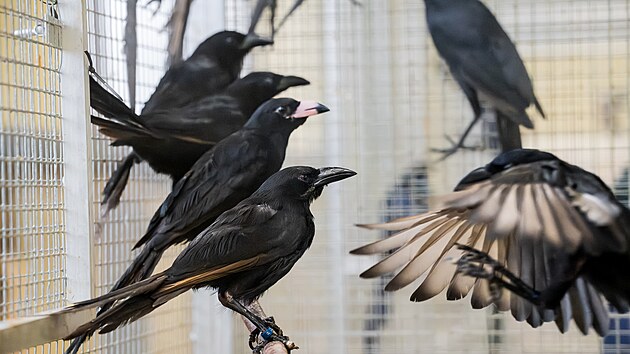 V zázemí léči na padesát leskoptví upytlačených v Africe.