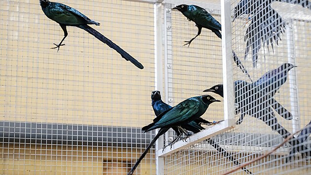 V zázemí léči na padesát leskoptví upytlačených v Africe.