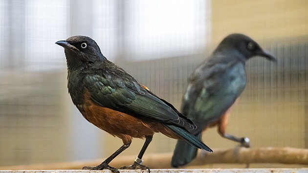 V zázemí léči na padesát leskoptví upytlačených v Africe.