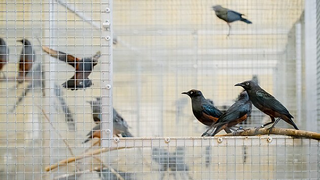 V zázemí léči na padesát leskoptví upytlačených v Africe.