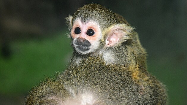 Opičí mládě kotula se stalo prvním narozeným zvířetem roku 2025 v Olomouci.