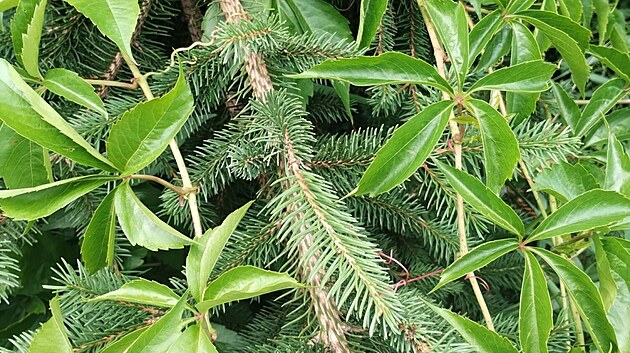 Přísavník popínavý