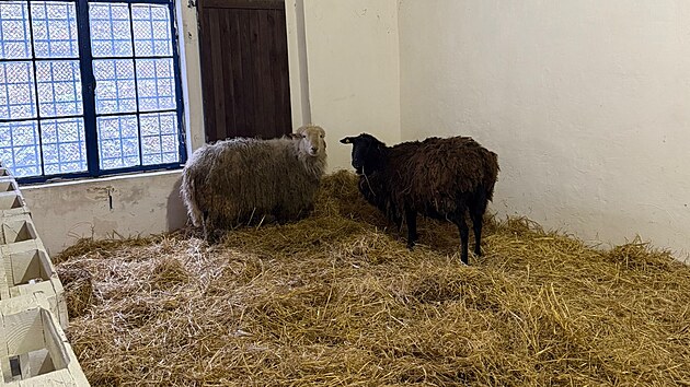 Část zvířat z čichalovského hospodářství našla domov na farmě u sester Valentových.