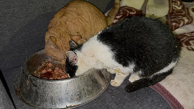 Část zvířat z čichalovského hospodářství našla domov na farmě u sester Valentových.
