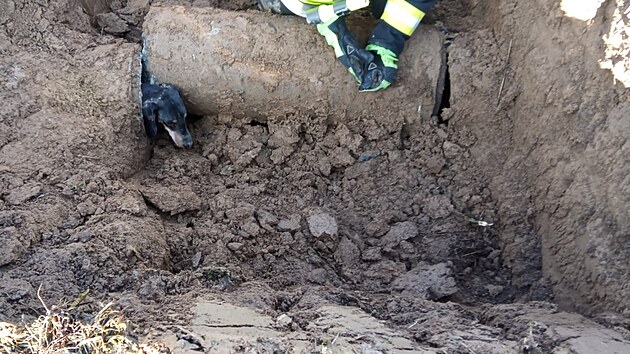 Zásah byl nakonec úspěšný a na snímku už se jezevčík dere na svobodu.