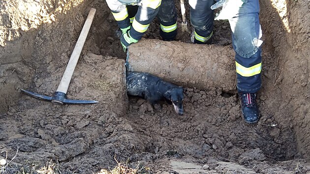 Zásah byl nakonec úspěšný a na snímku už se jezevčík za pomocí hasičů dere na svobodu.