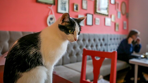 Kavárna Bystroočko v Českých Budějovicích je první kočičí kavárnou ve městě.