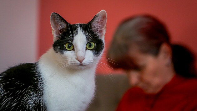 Kočičí kavárna je svět, kam vstupují lidé za kočkami. Čas a pravidla se tu podřizují zvířatům. A návštěvníci, kteří to zprvu nechtějí přijmout, na to sami přijdou.