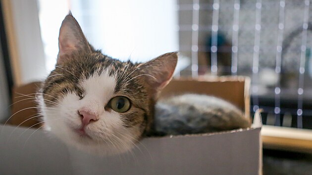 Kočky nejsou hlavní atrakce, samy si v kavárně Bystrokočko volí, od koho se nechají pomazlit.
