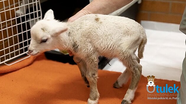 Jehně mělo mizivou šanci na přežití. Pražští strážnici mu dali naději na nový život. (11. února 2025)