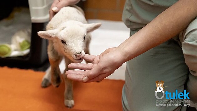 Jehně mělo mizivou šanci na přežití. Pražští strážnici mu dali naději na nový život. (11. února 2025)