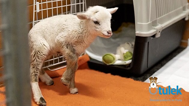 Jehně mělo mizivou šanci na přežití. Pražští strážnici mu dali naději na nový život. (11. února 2025)