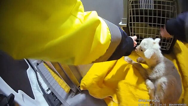 Jehně mělo mizivou šanci na přežití. Pražští strážnici mu dali naději na nový život. (11. února 2025)