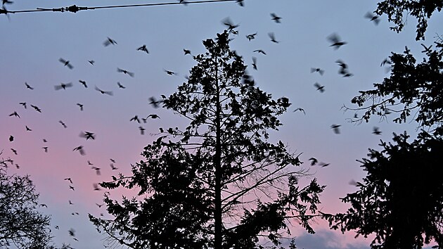 V Brně lidé úmyslně plaší hejna havranů