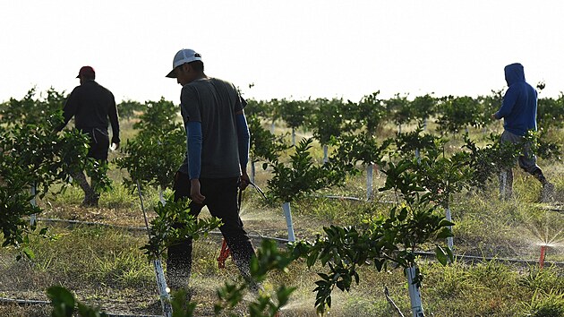 Migranti na farmě v floridském městě Fort Meade (16. prosince 2022)