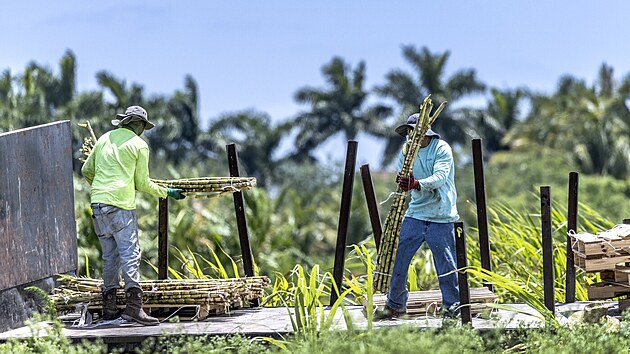 Migranti pracují na farmě v floridském městě Homestead. (13. května 2023)