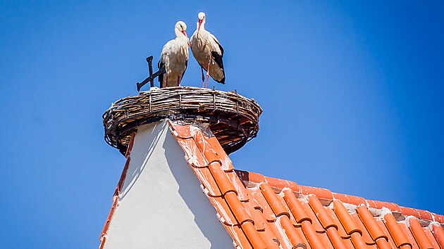 Čápi se na hnízdo umístěné na střechu kostela v Dubném pravidelně vracejí. (rok 2020)