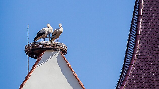 Čápi se na hnízdo umístěné na střechu kostela v Dubném pravidelně vracejí. (rok 2020)