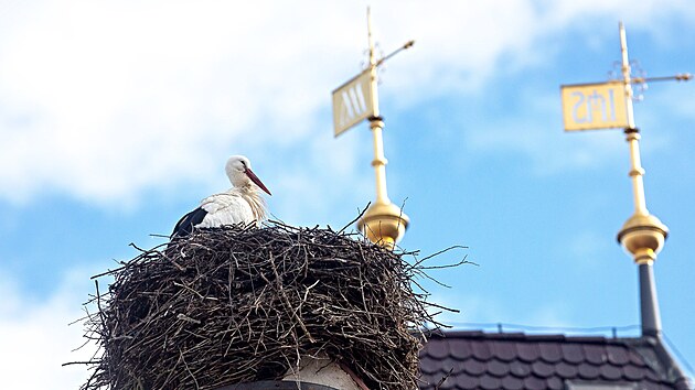 Čápi se na hnízdo na střeše kostela v Dubném pravidelně vracejí. (rok 2016)