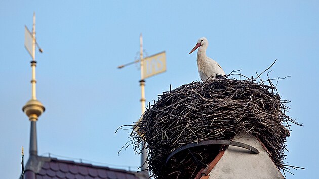 Čápi se na hnízdo na střeše kostela v Dubném pravidelně vracejí. (rok 2017)